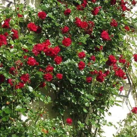 Ferienhaus Ferienbauernhof Liesenberg Meerblickhaus Stranddüne Nr 2 *