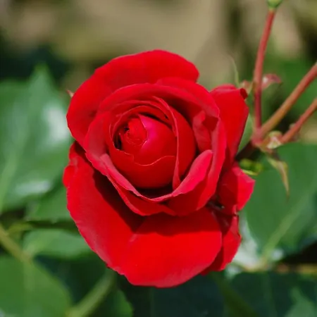 Ferienbauernhof Liesenberg Meerblickhaus Strandduene Nr 2 *