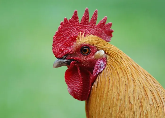 Hébergement de vacances Ferienbauernhof Liesenberg Meerblickhaus Strandduene Nr 2