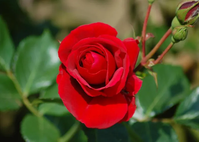 Ferienbauernhof Liesenberg Meerblickhaus Strandduene Nr 2 *